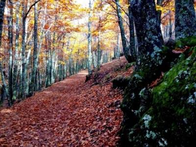 Castañar de El Tiemblo - Pozo de la Nieve- mejores rutas senderismo cerca de madrid